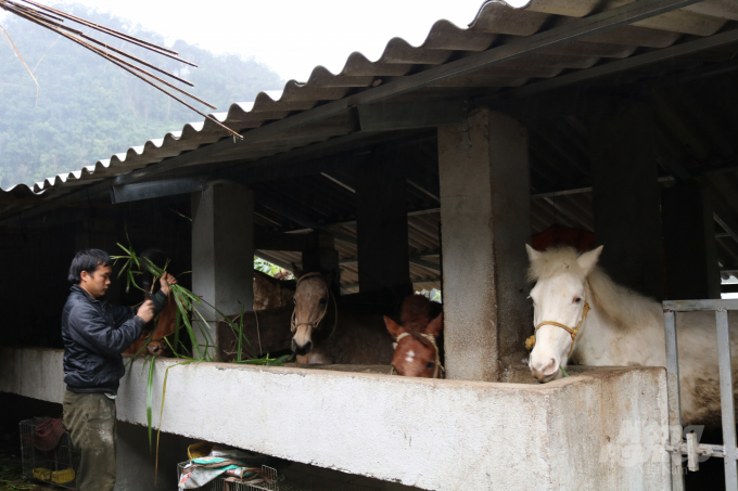 Chính sách đóng bảo hiểm cho trâu, bò trở thành người bạn đồng hành cùng người chăn nuôi ở Hà Giang. Ảnh: Đào Thanh.