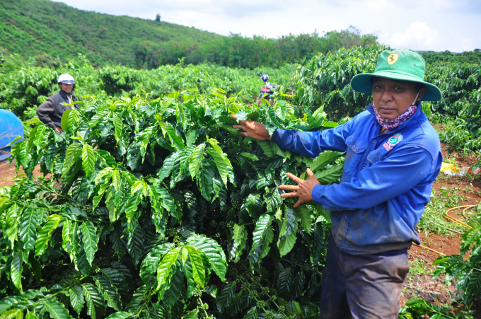 Dự án VnSAT đã giúp nông dân Lâm Đồng có điều kiện đầu tư sản xuất cà phê. Ảnh: M.H.