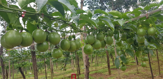 Chanh dây là một trong những mặt hàng nông sản chủ lực của Gia Lai đã tạo được mối liên kết chặt chẽ giữa sản xuất và chế biến, tiêu thụ. Ảnh: Tuấn Anh.