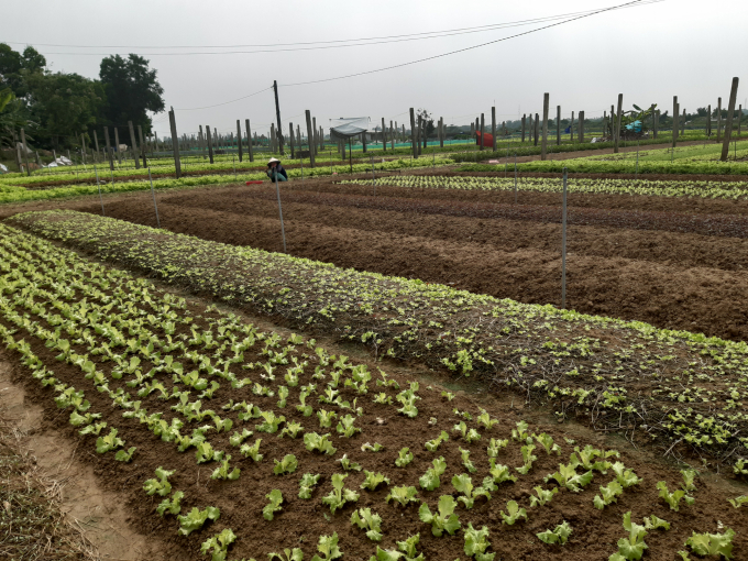 Tổ chức FAO và Trung tâm Khuyến nông quốc gia hỗ trợ cùng với Thừa Thiên- Huế thúc đẩy phát triển nông nghiệp xanh, bền vững. Ảnh: Tiến Thành.