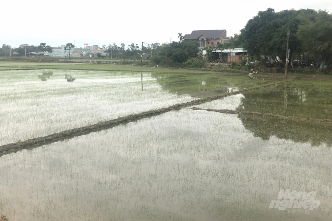 Đến ngày 22/12, nhiều diện tích lúa đông xuân vừa gieo sạ ở xã Cát Hưng (huyện Phù Cát, Bình Định) nước vẫn còn ngập lút đọt. Ảnh: Vũ Đình Thung.