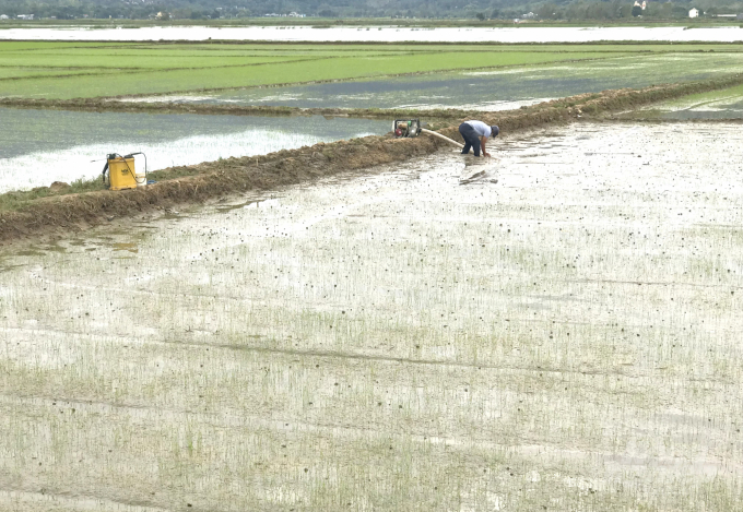 Nông dân xã Cát Hưng (huyện Phù Cát, Bình Định) phải bơm nước từ ruộng ra để cứu lúa. Ảnh: Vũ Đình Thung.