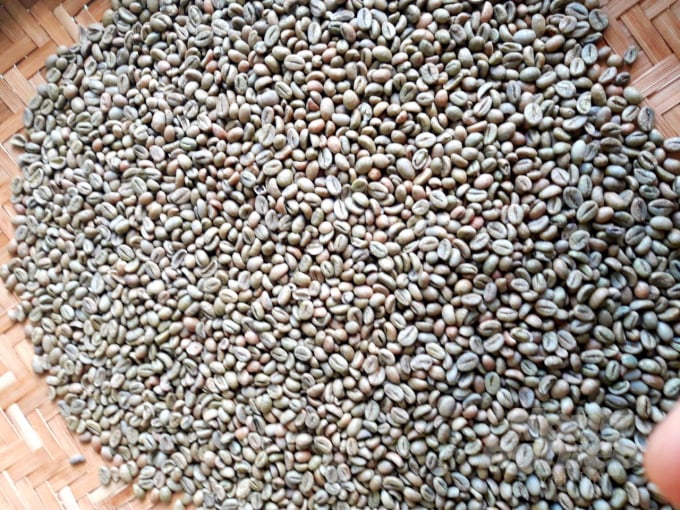 Cà phê trồng theo hữu cơ nên giá bán cũng tăng cao hơn từ 10 -15 ngàn đồng/kg so với các vườn trồng cà phê truyền thống. Ảnh: Gia Phú.