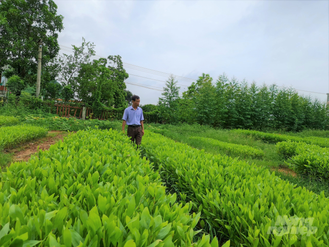 Giống cây chất lượng là một trong những yếu tố quan trọng trong phát triển rừng gỗ lớn. Ảnh: Đào Thanh.