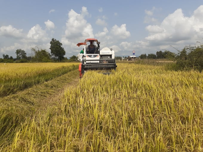 Miền Trung là vùng có đặc thù chân đất nghèo dinh dưỡng, thời tiết thường đối mặt khô hạn, cần chế độ phân bón riêng và phù hợp cho lúa. Ảnh: NNVN.