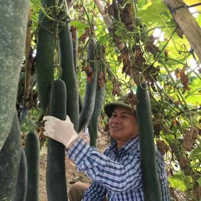 Ông Sơn đã đặt ra yêu cầu '7 không' cho sản xuất rau của HTX, qua đó hầu hết diện tích đến nay đều đã được cấp chứng nhận VietGAP. Ảnh: Hoàng Thanh.