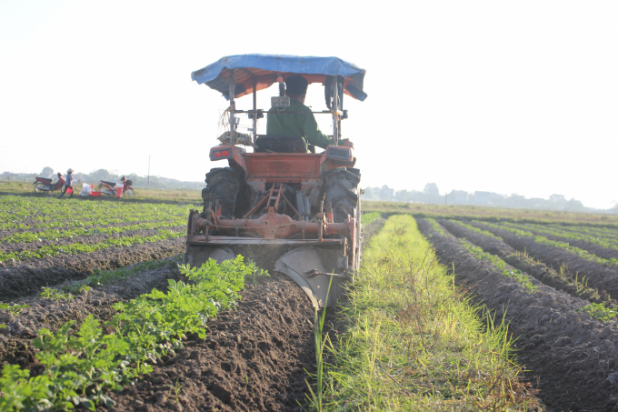 Tại xã Danh Thắng (Hiệp Hòa, Bắc Giang), nhờ liên kết và chắc chắn về đầu tiêu thụ sản phẩm nên vụ đông năm nay, nông dân vẫn duy trì được diện tích khoai tây trên 80 ha. Ảnh: Trung Quân.