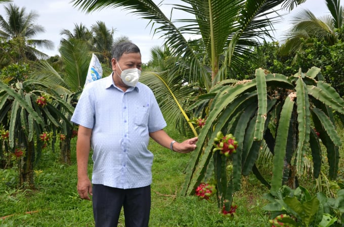HTX Nông nghiệp sạch Hưng Thịnh Phát đang xây dựng vùng nguyên liệu trái thanh long đáp ứng đa dạng tiêu chuẩn của các thị trường xuất khẩu khó tính. Ảnh: Minh Đảm.