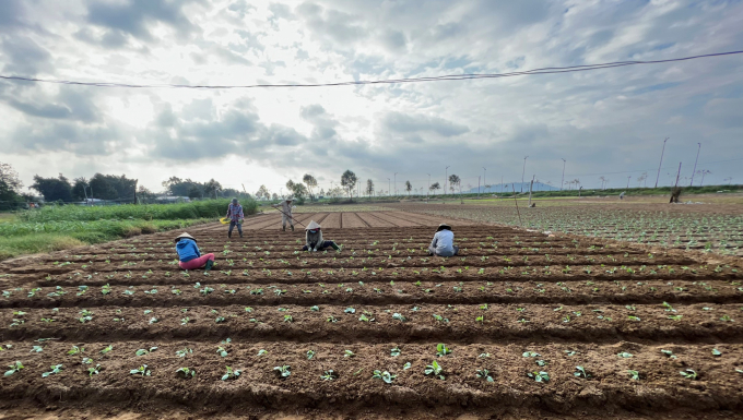 Người dân ở các vùng trồng rau lớn ở Quảng Ngãi tất bật xuống đồng để sản xuất rau cho vụ tết. Ảnh: N.Đ.