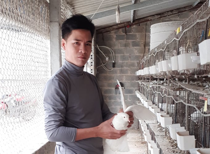  Hiện mỗi tháng trang trại anh Lịch xuất ra thị trường từ 2.000 - 3.000 con bồ câu thương phẩm, hơn 4.000 con giống. Ảnh: Trần Toàn.