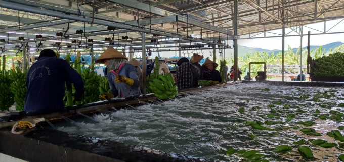 In 2021, Quang Ngai 24/3 Quang Ngai Agriculture and Forestry Joint Stock Company supplys 1,000 tonnes of Cavendish banana. Photo: L.K.