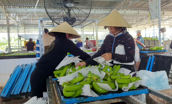 Sản phẩm chuối già Nam Mỹ được trồng tại Quảng Ngãi đáp ứng đủ tiêu chuẩn xuất khẩu qua 2 thị trường Trung Quốc và Hàn Quốc. Ảnh: L.K.