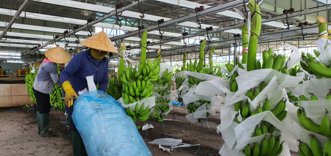 Công ty Cổ phần Nông lâm nghiệp 24/3 Quảng Ngãi là đơn vị đầu tiên đưa cây chuối già Nam Mỹ về địa phương. Ảnh: L.K.