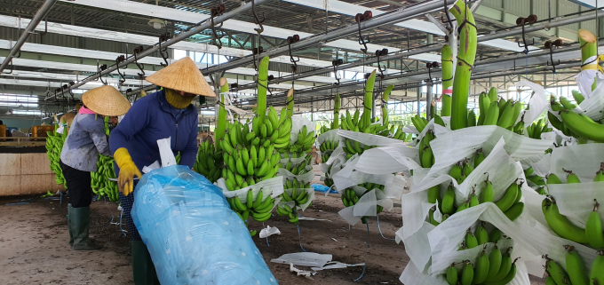 Quang Ngai 24/3 Agriculture and Forestry Joint Stock Company is the first unit to bring Cavendish banana to the locality. Photo: L.K.