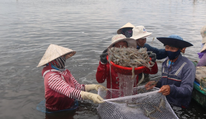 Intensive shrimp farming has caused consequences for the environment, requiring a biological approach. Photo: NNVN.