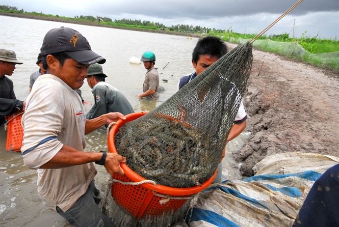 Biological products contribute to the sustainable shrimp farming and environmental protection. Photo: NNVN.