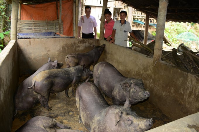 Đàn lợn của gia đình anh Lò Văn Tân vay vốn Ngân hàng Chính sách xã hội. Ảnh: Thái Sinh.