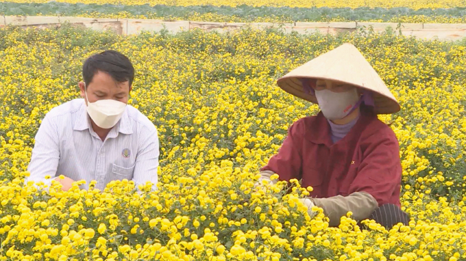 Local farmers in Thang Thuy Commune feel secure since they have stable output with unlimited purchasing quantity. Photo: Dinh Muoi.