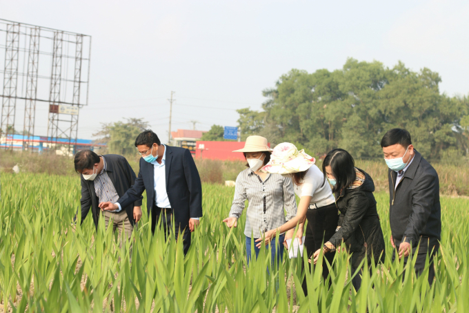 Authority officials of Hai Phong Department of Agriculture and Rural Development (DARD) inspect the model of gladiolus growing associated with consumption in An Duong District. Photo: Dinh Muoi.
