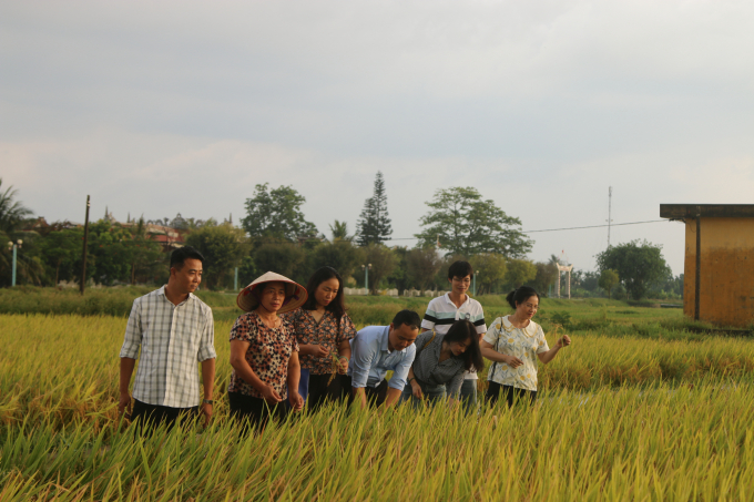 Các doanh nghiệp về xã Ngũ Phúc, huyện Kiến Thụy (Hải Phòng) phối hợp với địa phương tìm hướng tiêu thụ lúa cho nông dân. Ảnh: Đinh Mười.
