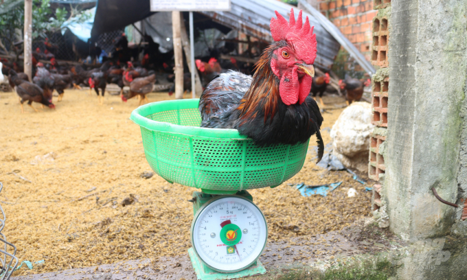 Sau 4 tháng nuôi, gà đạt trọng lượng bình quân 2,3 kg/con. Ảnh: V.Đ.T.