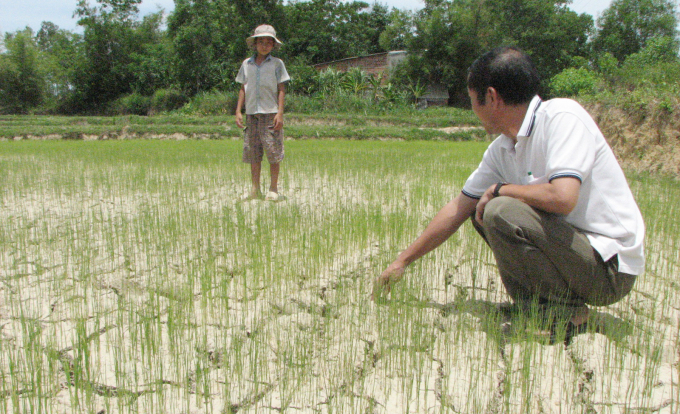 Cánh đồng lúa bị thiếu nước nên sản xuất nông nghiệp bị ảnh hưởng lớn. Ảnh: Q.Bình