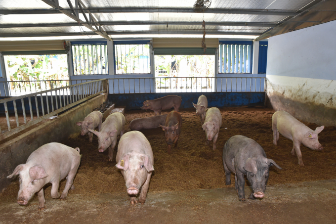 Prioritizing mechanisms and policies for the application of probiotics, Vinh Phuc has effectively solved the pressure of waste in livestock. Photo: Hoang Anh.