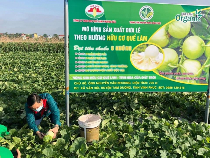 'Going organic' on livestock production has helped Vinh Phuc accelerate organic farming production models. Photo: Hoang Anh.