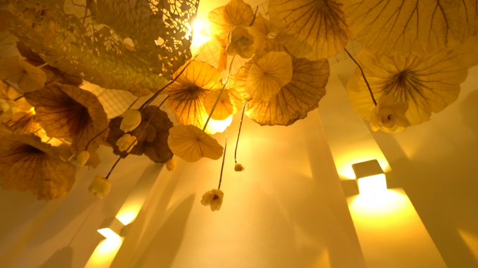 Dried lotus leaves and flowers were used as decorations at CT Ecolotus's coffee and tea shops in HCM city and in France.