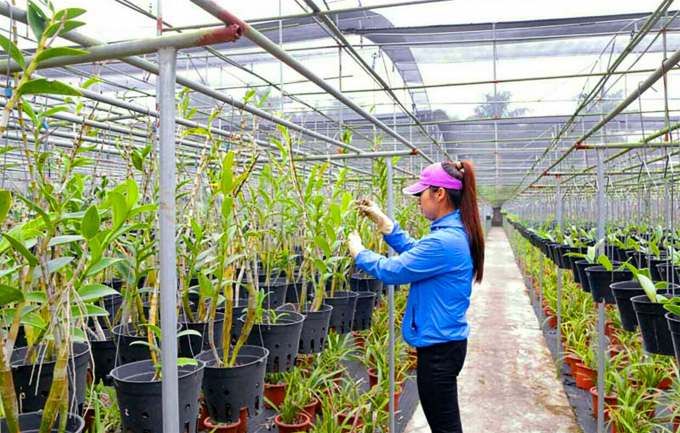 Mô hình trồng hoa lan đem lại hiệu quả kinh tế cao tại huyện Lương Sơn, Hòa Bình.