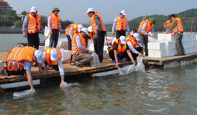 Releasing fish stocks to reproduce aquatic resources on hydropower reservoirs. Photo: TL.