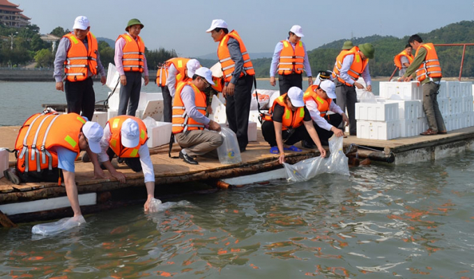 Thả cá giống tái tạo nguồn lợi thủy sản ở các hồ thủy lợi, thủy điện ngày càng được quan tâm. Ảnh: TL.