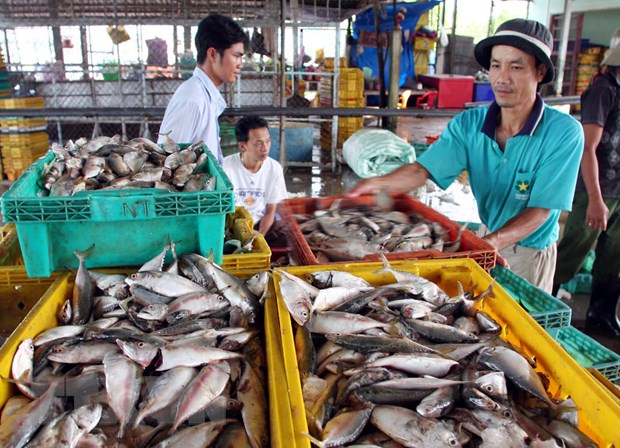 Đề án sẽ thí điểm thực hiện mô hình kiểm soát nghề cá tại 3 cảng cá tại 3 miền Bắc - Trung - Nam. Ảnh: Huy Hùng.