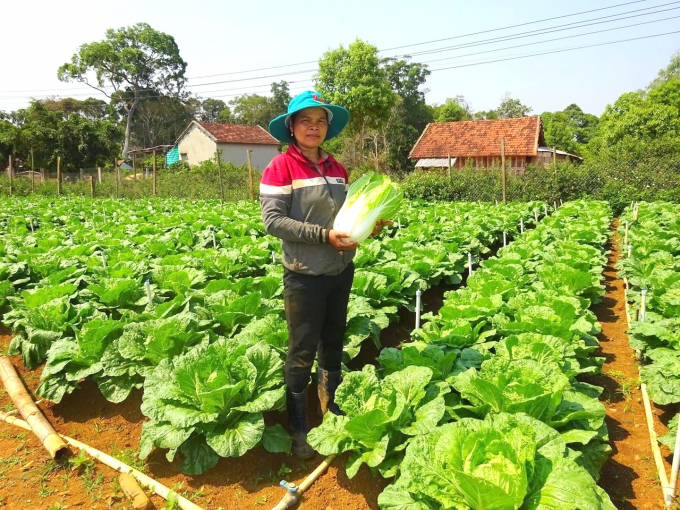 Tham gia dự án, nông dân Bình Định đã tiếp cận với phương thức sản xuất mới, đảm bảo an toàn thực phẩm trên sản phẩm. Ảnh: Đ.T.
