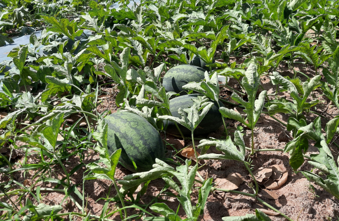 The yields of this watermelon crop are high but the growers can't sell. Photo: Tuan Anh.