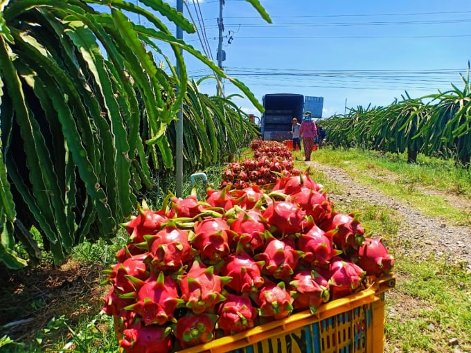 The Department of Industry and Trade will also lobby enterprises to increase the official export of dragon fruits by sea to China. Photo: KS.