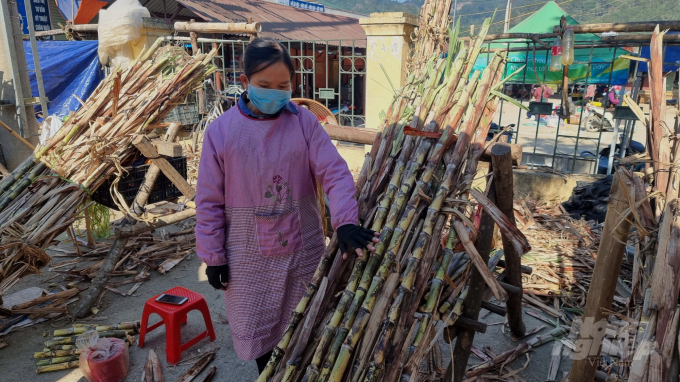 Many locals in Nguyen Binh District have earned a good income from yellow sugarcane. Photo: Cong Hai.