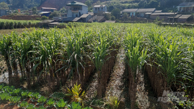 Lush green sugarcane gardens in Ban Nung hamlet, The Duc Commune, Nguyen Binh District. Photo: Cong Hai.