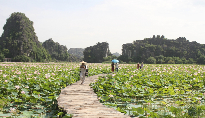 The Japanese lotus field in Hoa Lu district, Ninh Binh province serves tourists to visit. Photo: Thuy Dung.