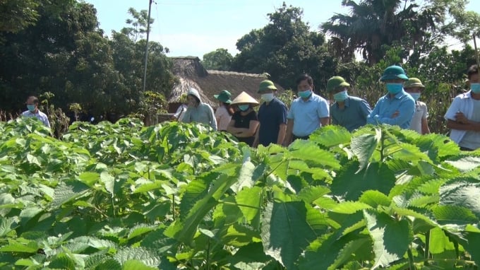 Lãnh đạo UBND huyện Cẩm Khê thăm quan mô hình cây gai xanh tịa xa Phượng Vĩ. Ảnh: Mạnh Thuần.
