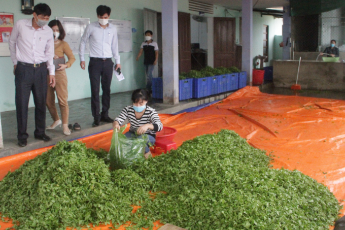 Sản xuất rau má sạch và Trà rau má (sản phẩm đạt OCOP 4 sao) ở HTX NN Quảng Thọ 2 (xã Quảng Thọ). Ảnh: Tiến Thành.