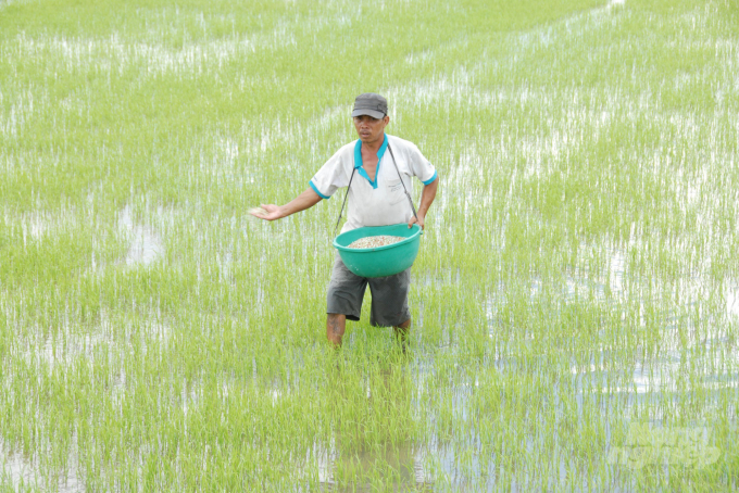 As participants of the VnSAT, the Mekong Delta farmers can significantly reduce fertilizer use as well as costs of production. Photo: LT.