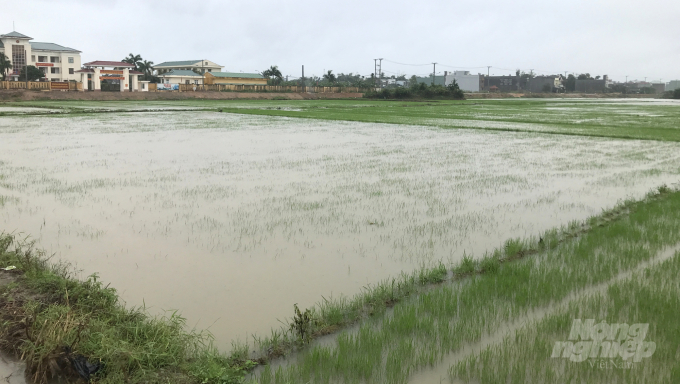 Sau đợt mưa lớn trong 2 ngày 26 và 27/12, nhiều diện tích lúa đông xuân 2021 - 2022 ở Bình Định lại ngập chìm trong nước. Ảnh: Vũ Đình Thung.