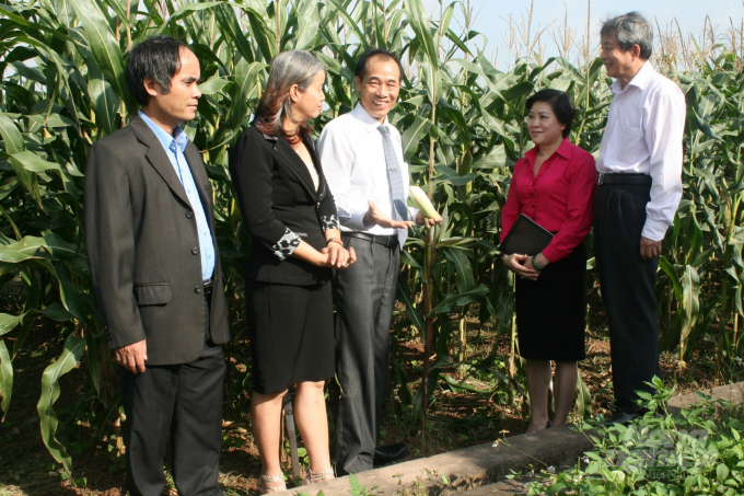TS Phan Xuân Hào (đứng giữa) đang giới thiệu về giống ngô mới. Ảnh: Nhân vật cung cấp.