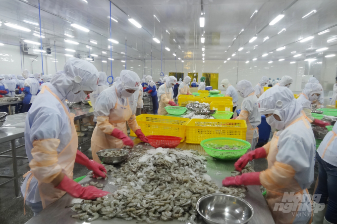 Shrimp exports are estimated at over US$ 3.8 billion in 2021. Photo: Thanh Son.