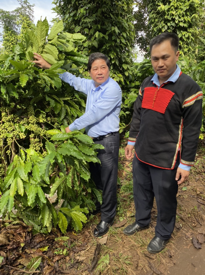 Deputy Minister Le Quoc Doanh is visiting a VnSAT's coffee plantation in Dak Lak. Photo: LB.