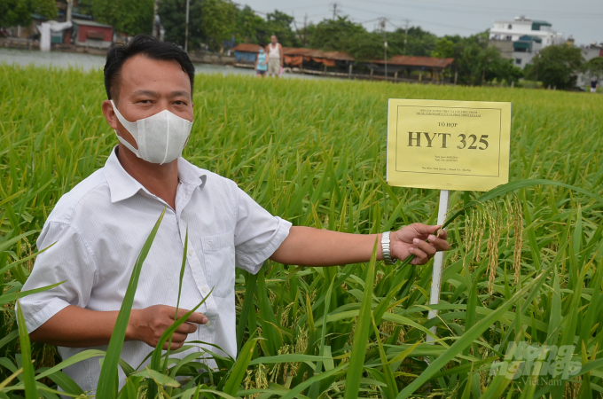 Tổ hợp giống lúa lai mới của Trung tâm Nghiên cứu và Phát triển Lúa lai (Viện Khoa học Nông nghiệp Việt Nam). Ảnh: Dương Đình Tường.