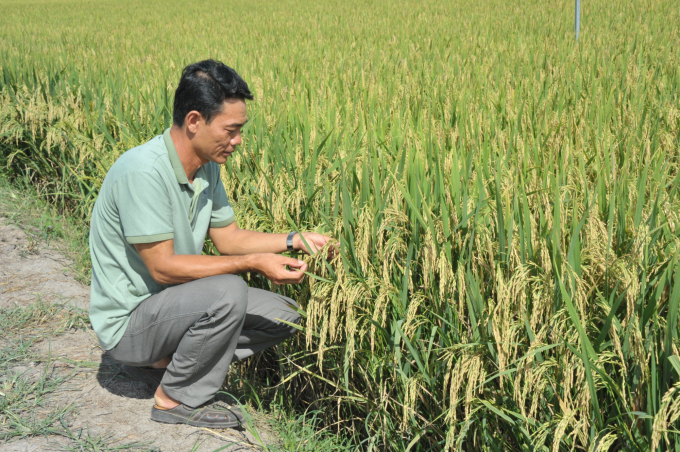 Dự án VnSAT đã tạo bước chuyển vượt bậc cho ngành lúa gạo ĐBSCL. Ảnh: LT.