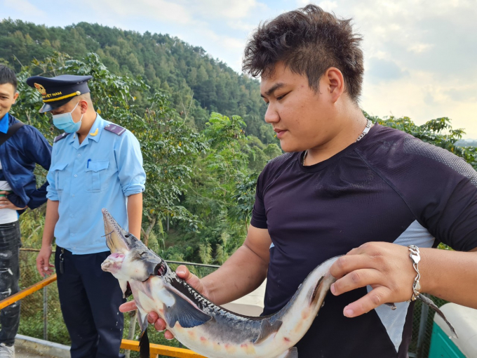 Checking Chinese sturgeon imported into Vietnam. Photo: Hoang Anh.