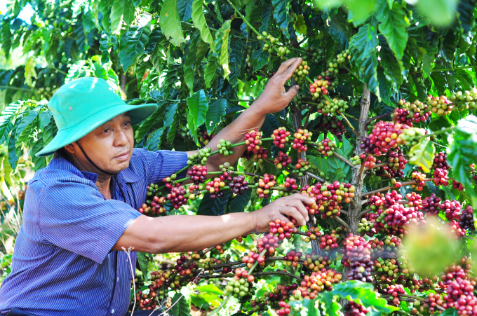Chất lượng, hiệu quả kinh tế của cây cà phê ngày càng được nâng cao nhờ Dự án VnSAT. Ảnh: TN.